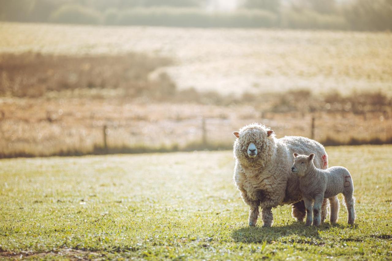 Shabby Shepherds Penrith Esterno foto