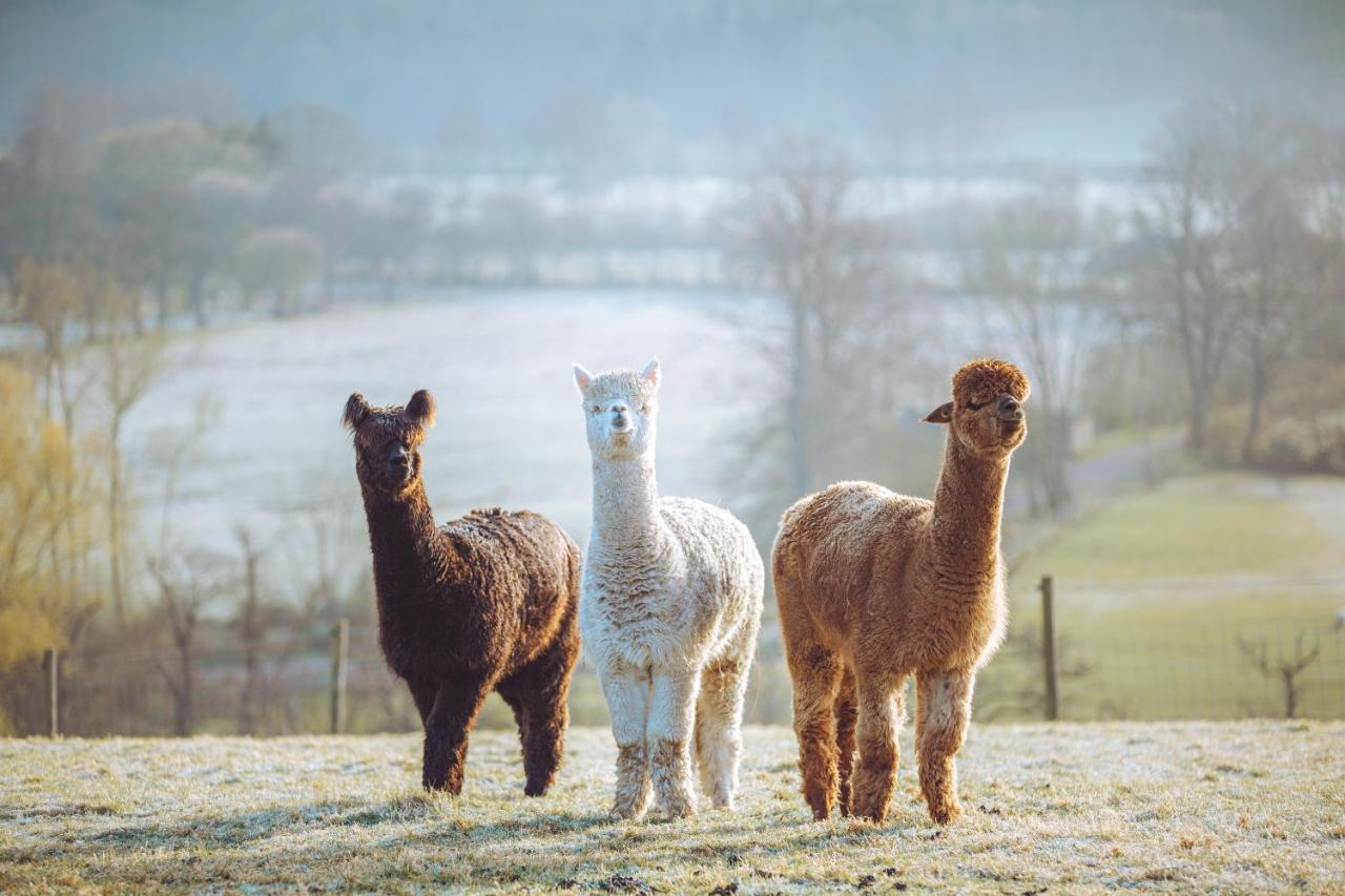 Shabby Shepherds Penrith Esterno foto